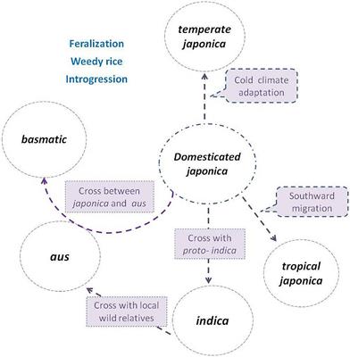 Interspecific Hybridization Is an Important Driving Force for Origin and Diversification of Asian Cultivated Rice Oryza sativa L.